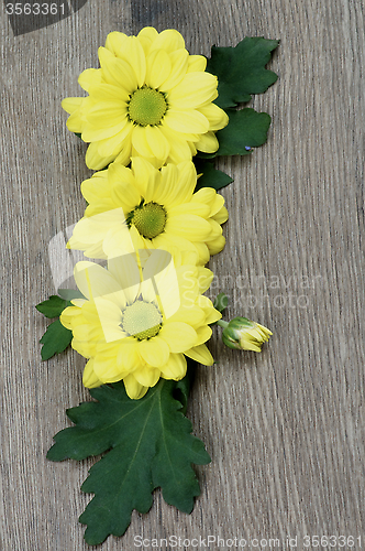 Image of Yellow Chrysanthemum