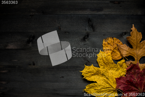 Image of Wood autumn background