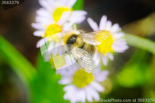 Image of summer Bumble bee insect flower macro
