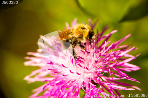 Image of summer Bumble bee insect flower macro