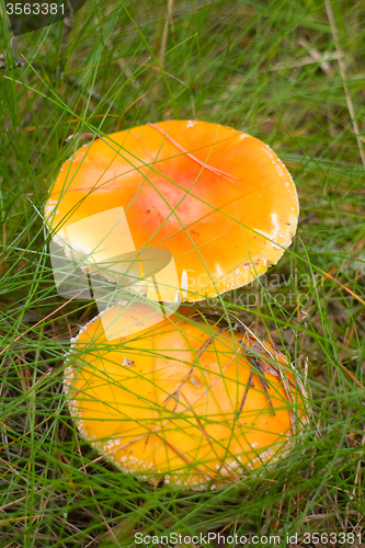 Image of  fly amanita  mushroom  autumn