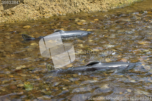 Image of male of humpback salmon  in bottom watercourse 