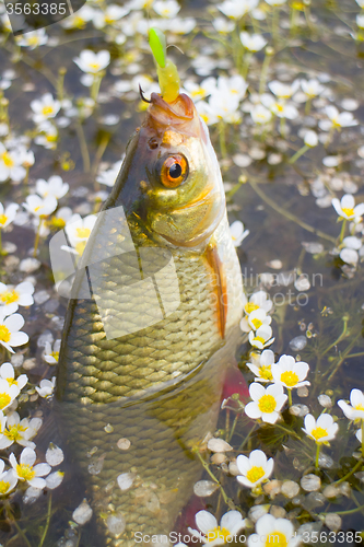 Image of summer lake fishing Rudd fish