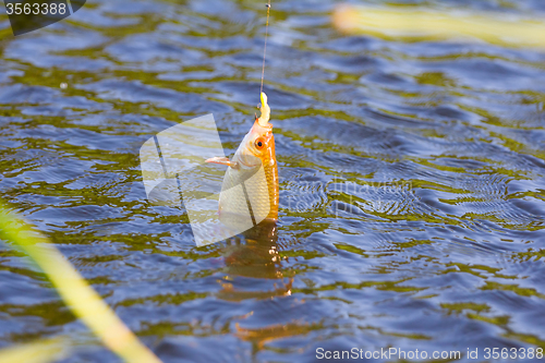 Image of summer lake fishing Rudd fish