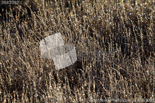 Image of Frosty morning in the  meadow