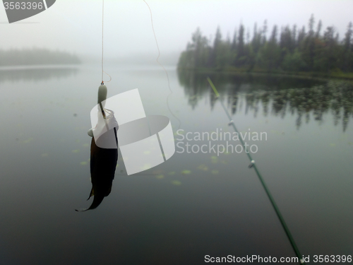 Image of black perch of polar lakes