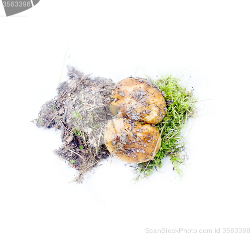 Image of mushroom on white background autumn