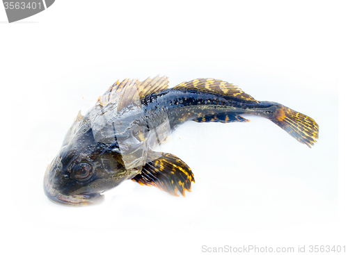 Image of fish from the white sea on isolated