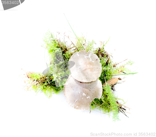 Image of mushroom on white background autumn