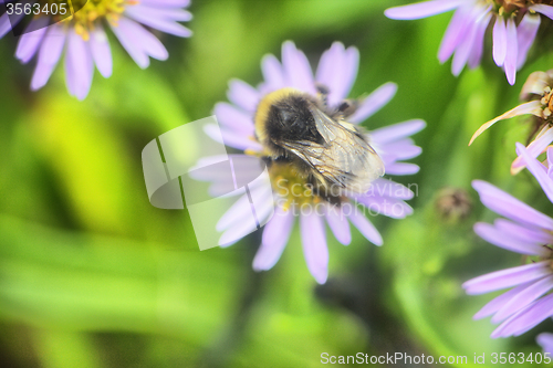 Image of summer Bumble bee insect flower macro