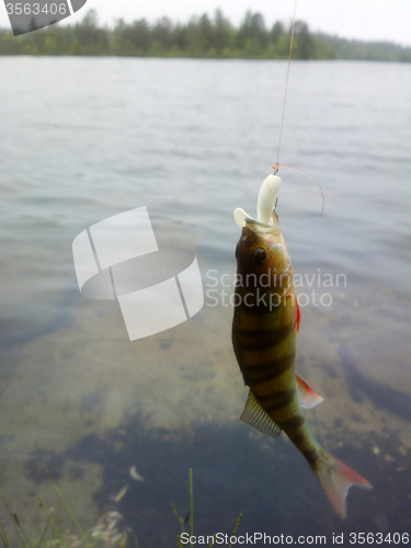 Image of perch fishing in polar lakes