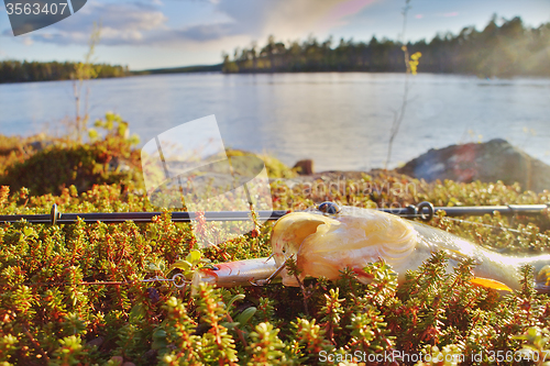 Image of perch fishing Northern fish