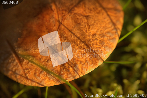 Image of macro edible mushroom forest