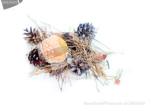 Image of  fly amanita  mushroom on white background autumn