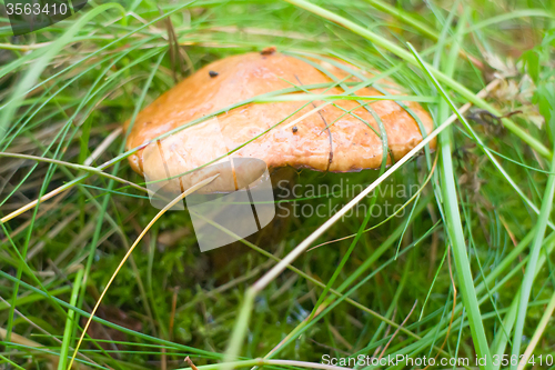 Image of macro edible mushroom forest