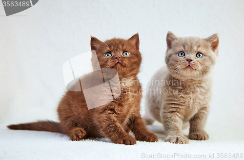 Image of kittens