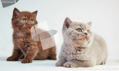 Image of kittens