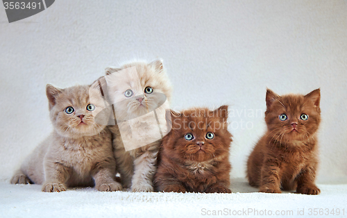 Image of British kittens