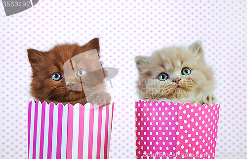 Image of two british kittens