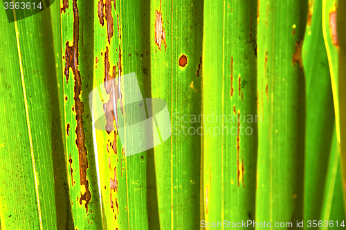 Image of    abstract  thailand in the light   background  of a     white 