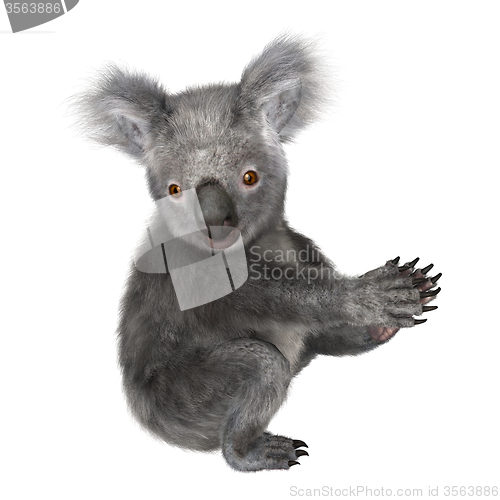 Image of Koala