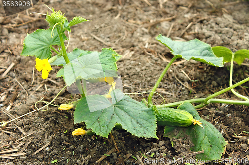 Image of Cucumber plants grows in the soil