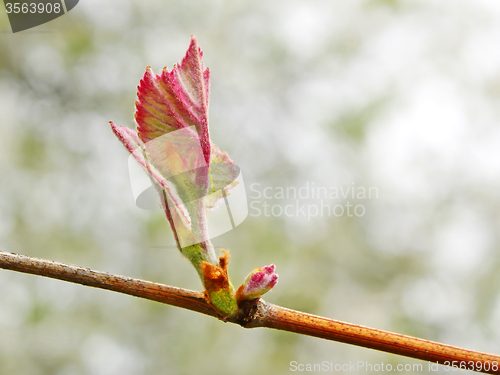 Image of Grape leaf on the vine sprouting in springtime