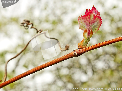 Image of Grape leaf on the vine in springtime