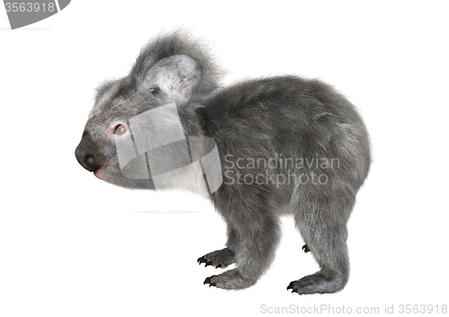 Image of Koala