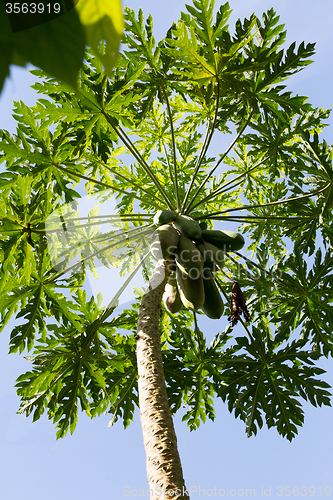 Image of Green papaya on the tree, Bali Indonesia