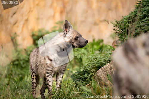 Image of Striped hyena (Hyaena hyaena)