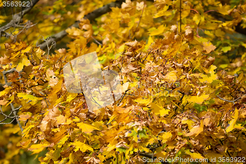 Image of Autumn background