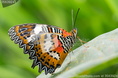 Image of beautiful Monarch Butterfly