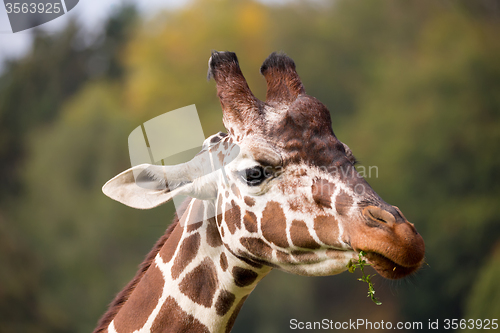 Image of young cute giraffe grazing