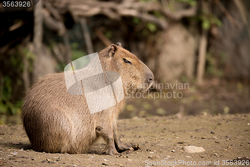 Image of Close up photo of Capybara