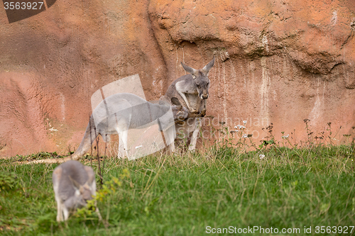 Image of red kangaroo