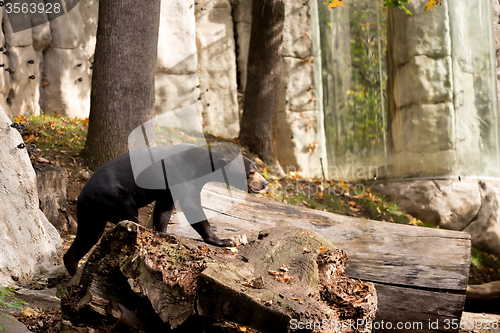 Image of Sun bear also known as a Malaysian bear