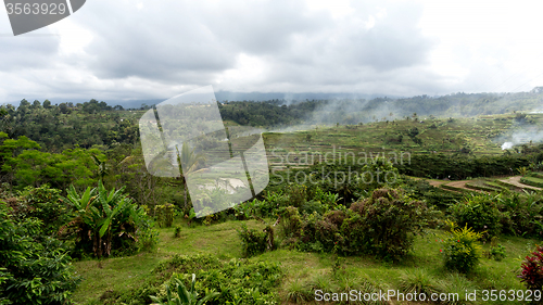 Image of Rice terraced paddy fields in central Bali, Indonesia