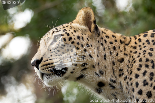 Image of head shot of Persian leopard