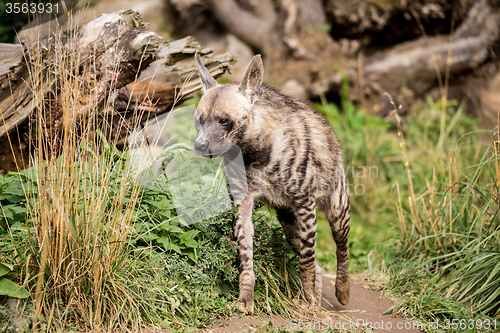 Image of Striped hyena (Hyaena hyaena)