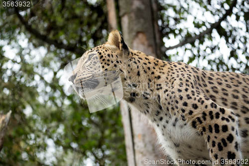 Image of head shot of Persian leopard