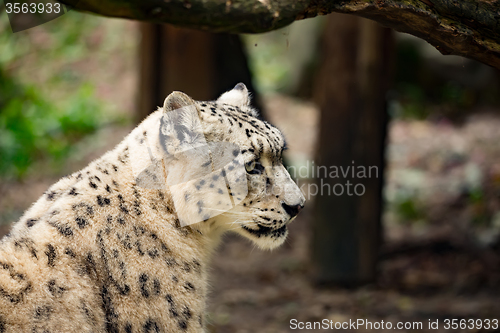 Image of snow leopard, Uncia uncia
