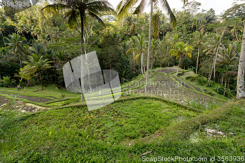 Image of Rice terraced paddy fields in Gunung Kawi