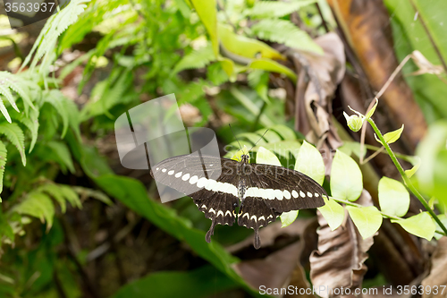 Image of beautiful butterfly