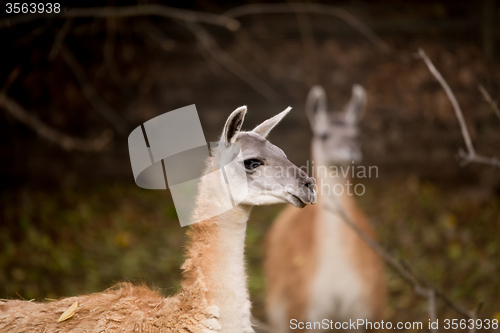 Image of close up portrait of Guanako llama