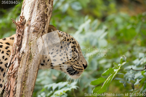 Image of head shot of Persian leopard