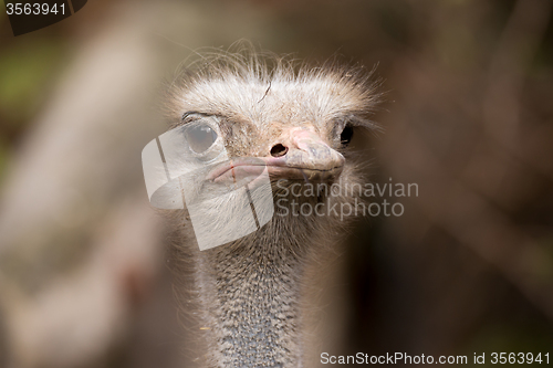 Image of Portrait of Australian Emu (Dromaius novaehollandiae)