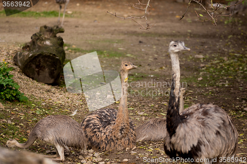 Image of Portrait of Australian Emu (Dromaius novaehollandiae)