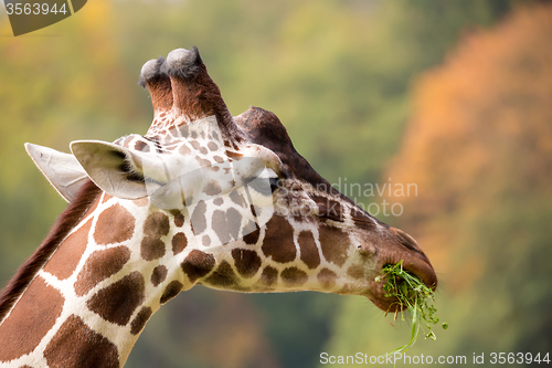 Image of young cute giraffe grazing