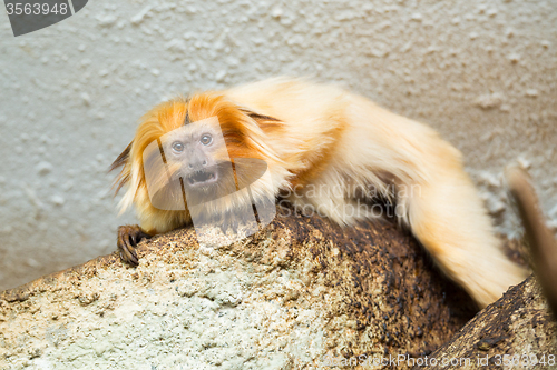 Image of Golden Lion Tamarin